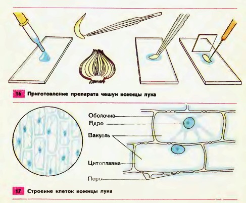Строение растительной клетки