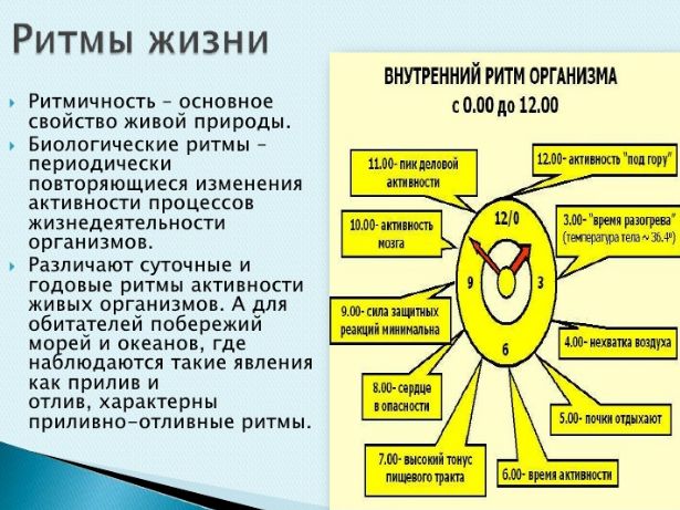 Реферат На Тему Биологические Ритмы И Работоспособность Реферат На Тему Биологические Ритмы И Работоспособность