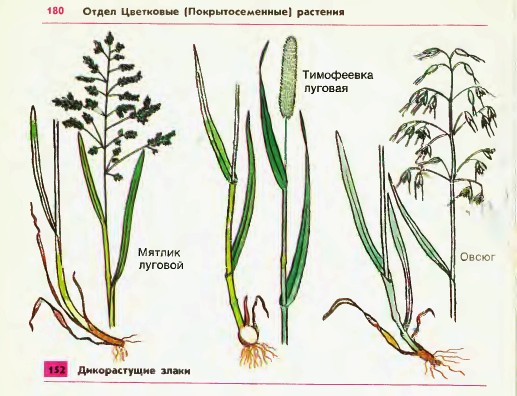 Семейство злаков