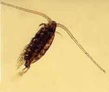 Діаптомус (Eudiaptomus graciloides), самка