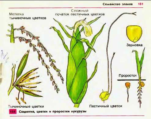 Соцветия, цветки и проростки кукурузы
