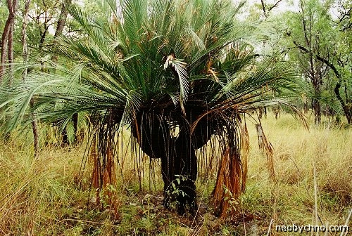 Макромація