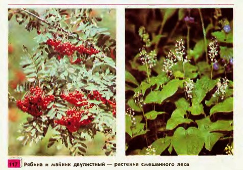 Растения смешанного леса