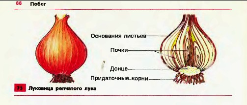 Луковица