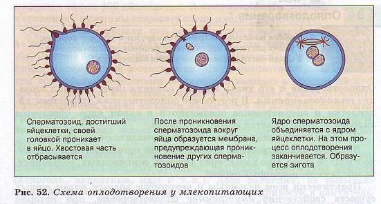 Оплодотворение