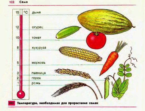Температура, необходимая для проростания семян
