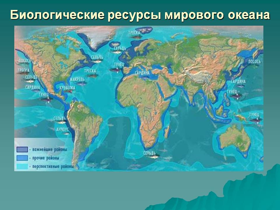 Біологічні ресурси Світового океану