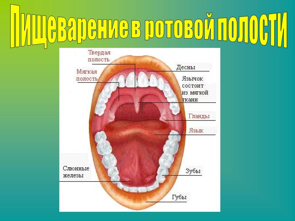Пищеварение в ротовой полости.