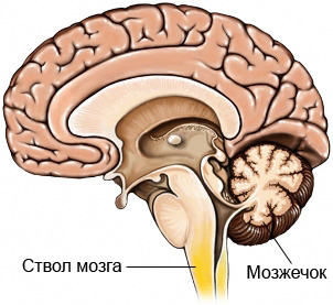 расположение мозжечка. фото