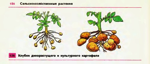 Картофель