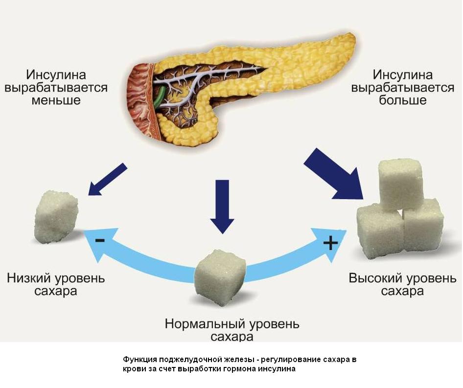 схема работы поджелудочной железы. фото
