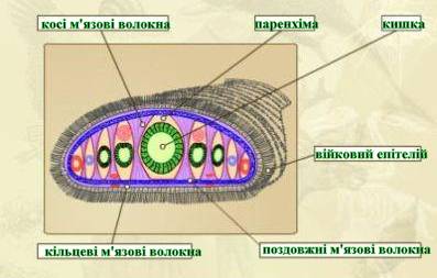 Будова планаріі