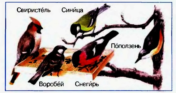 Птицы