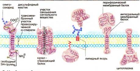 Мембранні білки
