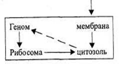 Регулятивний зв`язок між геномом і цитозолю.
