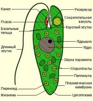 Евглена зелена(Euglena viridis), зовнішній вигляд.