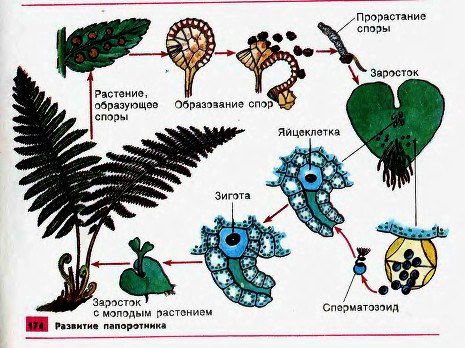 Развитие папоротника