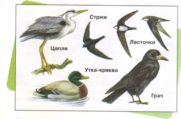 Птицы