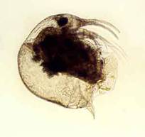 Босміна довгоноса (Bosmina longirostris)