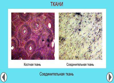 Кісткова та сполучні тканини