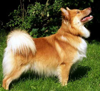 Dog.jpg
