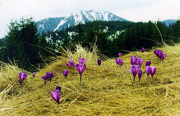 Субальпійські луки