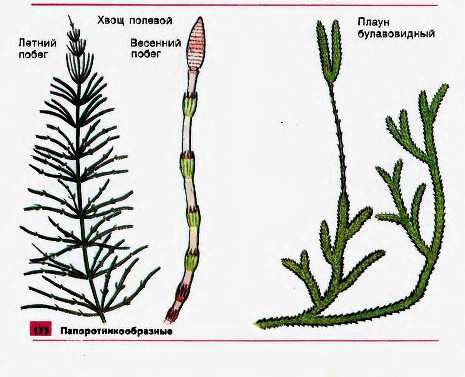 Папоротникообразные