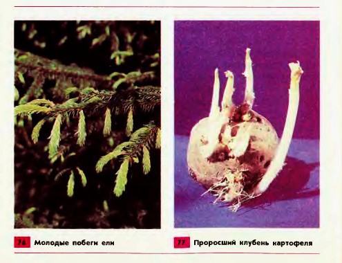 Корневище, клубень, луковица