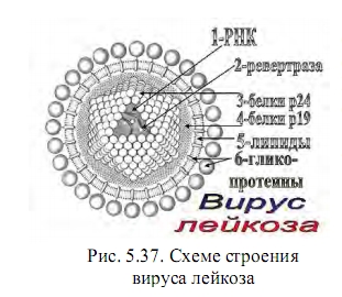 вирус лейкоза
