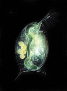 Дафнія (Daphnia magna)