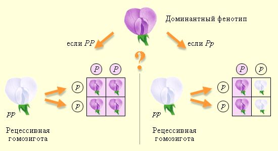 Закони Менделя
