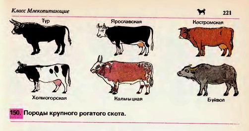 Крупный рогатый скот.