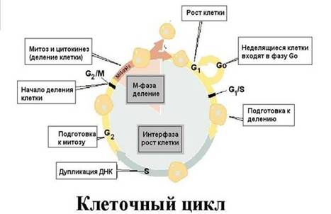 Клітинний цикл
