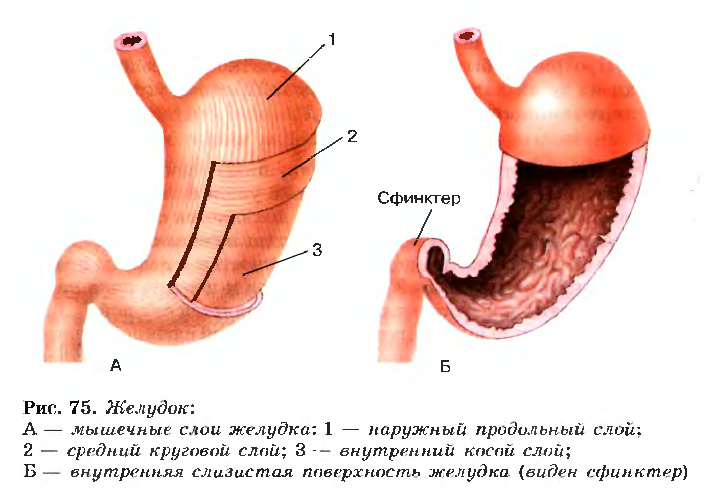 Желудок