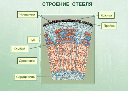 Ste1.jpg
