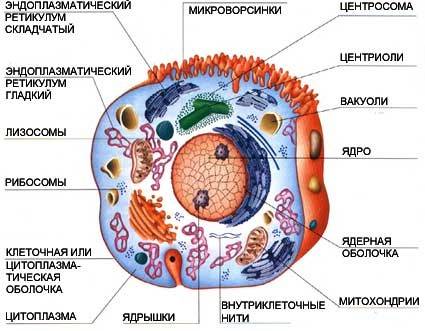 Будова клітини