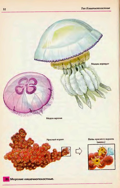 Морские кишечнополостные