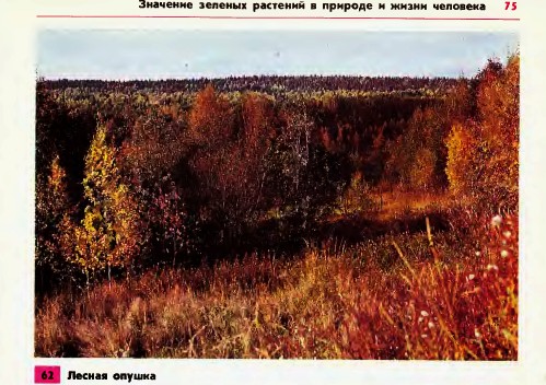 Лесная опушка