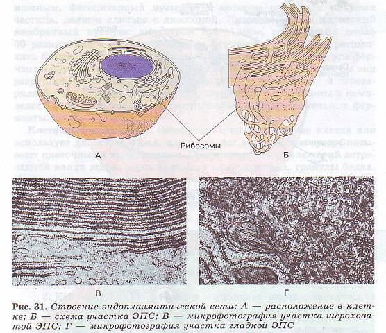 Эндоплазматическая сеть
