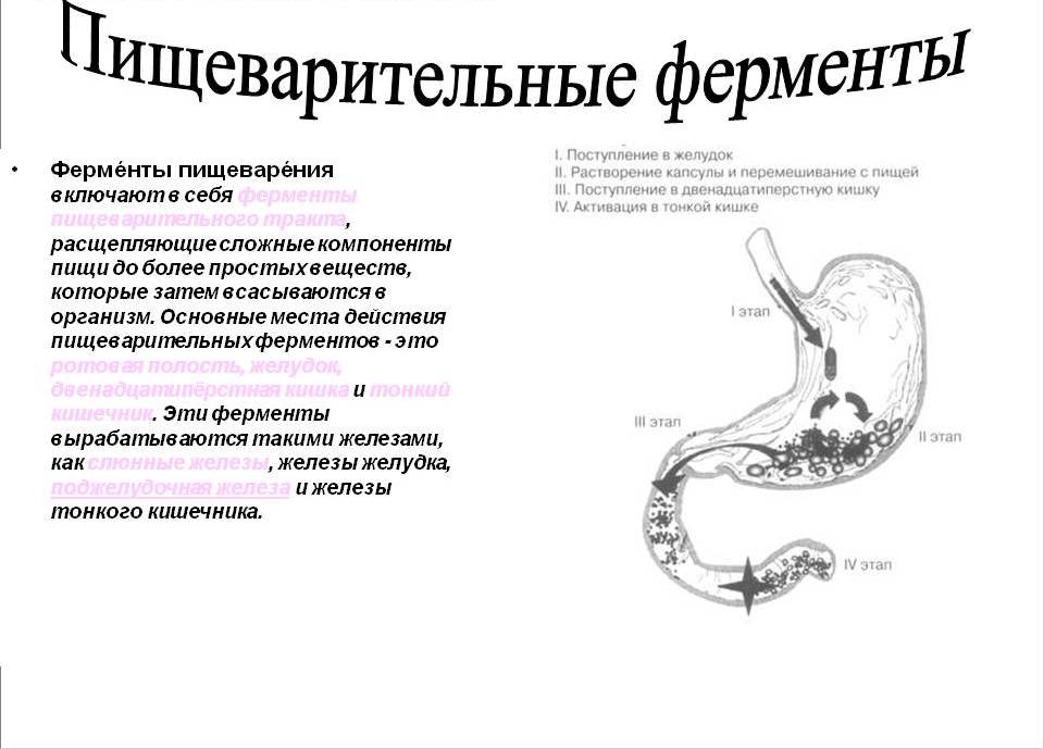 Пищеварительные ферменты.