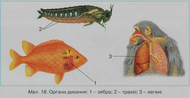 Органи дихання