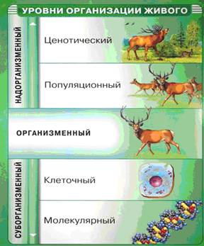 Структурні рівні організації живої матерії