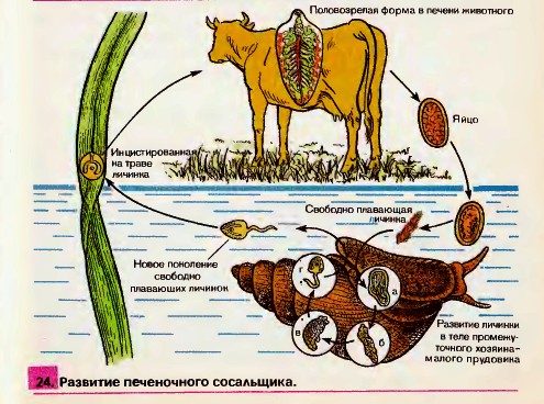 Печеночный сосальщик