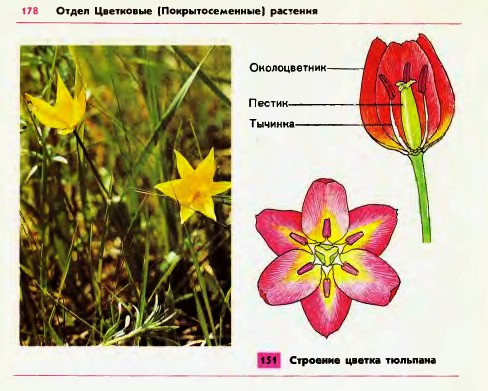 Строение цветка
