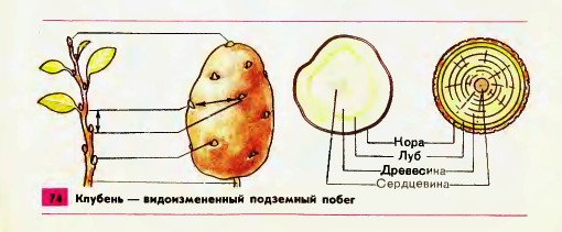 Клубень