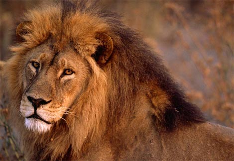 Lion1.jpg