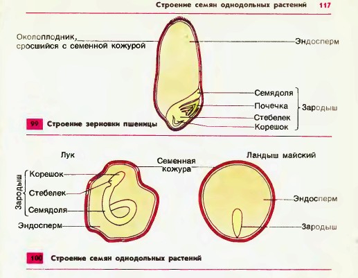 Строение семян однодольных растений