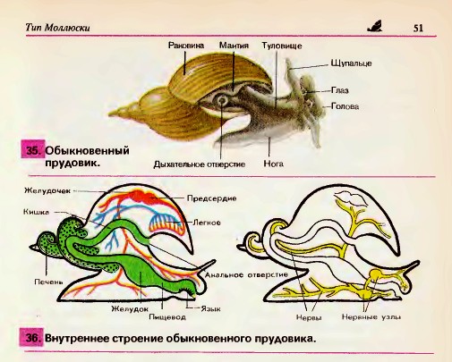 Обыкновенный прудовик