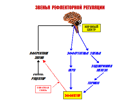 схема рефлекторной регуляции. фото