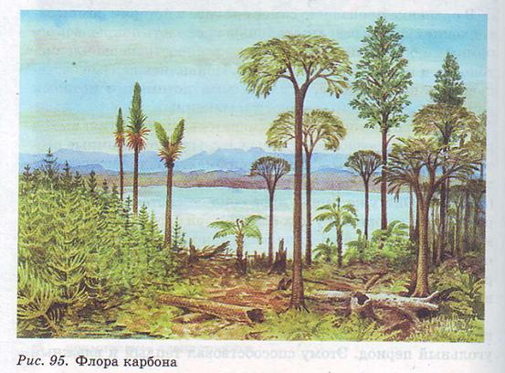 Флора карбона